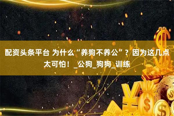 配资头条平台 为什么“养狗不养公”？因为这几点太可怕！_公狗_狗狗_训练